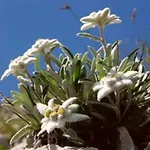 Apartamento Chalet-tabia Al Sol Montagna Dolomiti Pecol